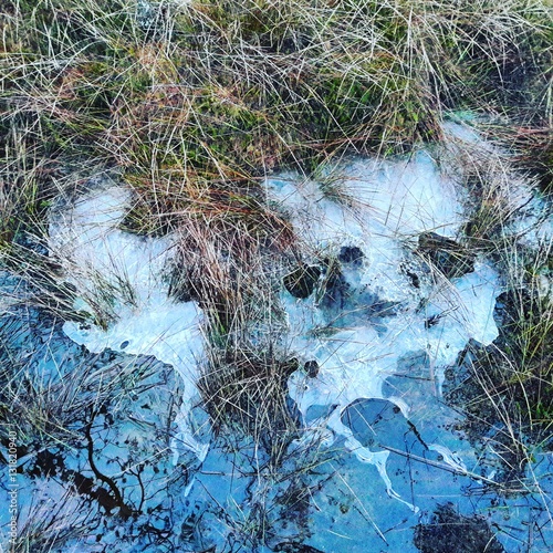 Frozen grass in bog