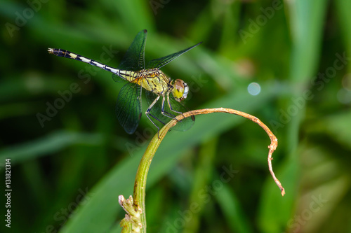 Green dragonfly perched on leaves,Thailand.