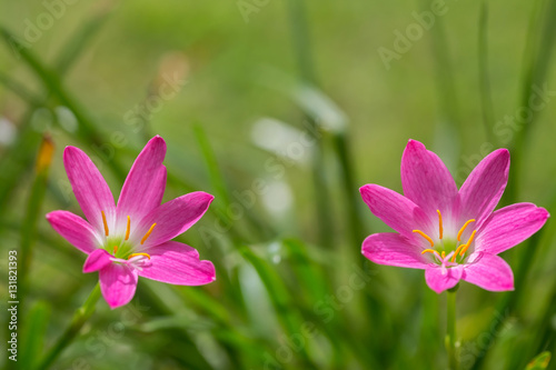 purple rain lily flower © songphon