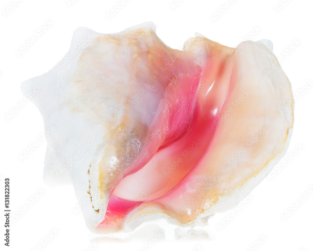 Opening to queen conch shell tipped on one side Opening to queen conch shell tipped on one side