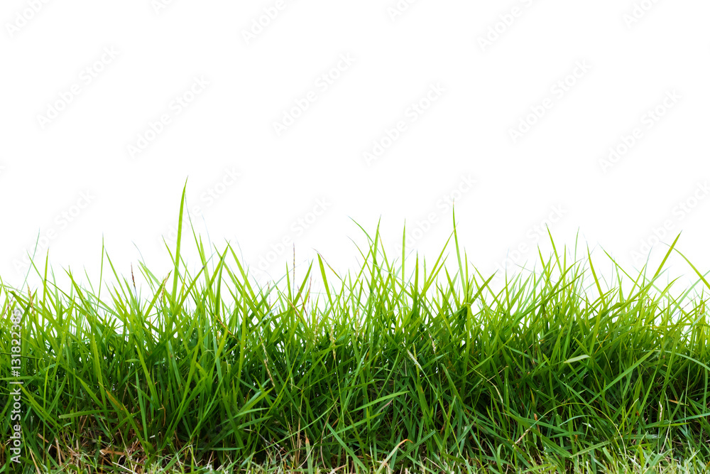 Fototapeta premium green grass on white background