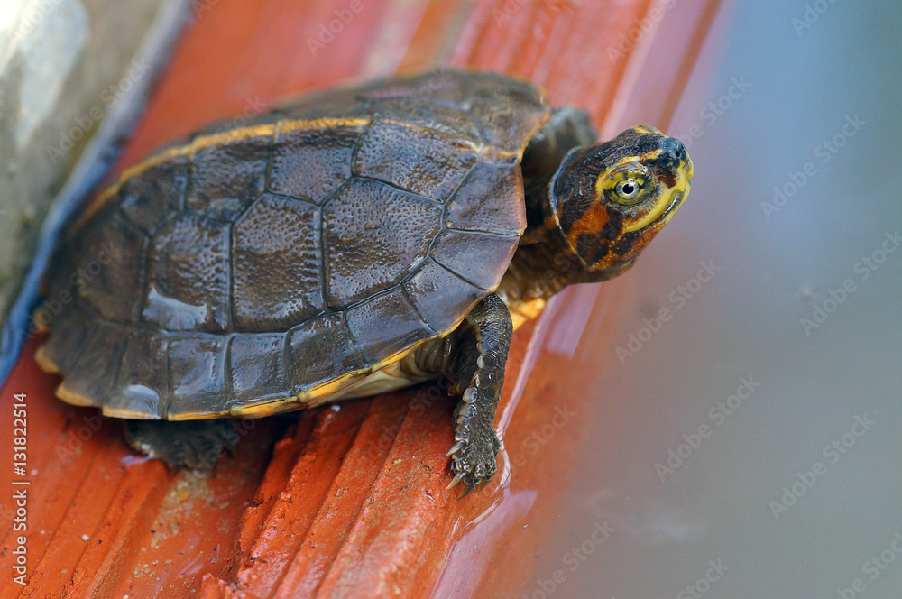 Obraz premium Freshwater turtles and lotus leaf