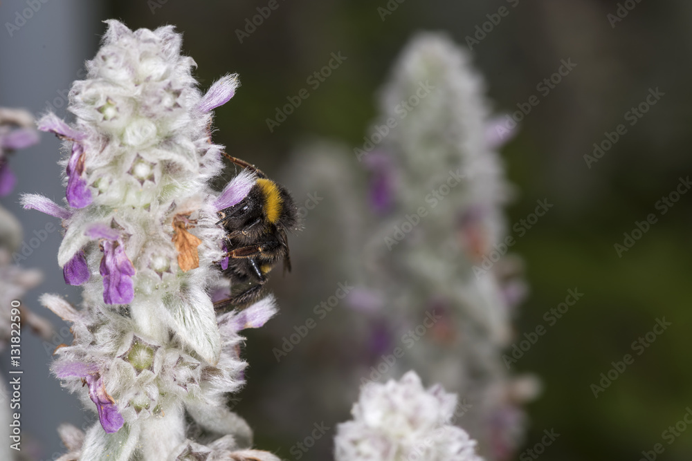 Hummel Hummel