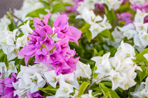 Two Tone Pink and White blooming bougainvilleas