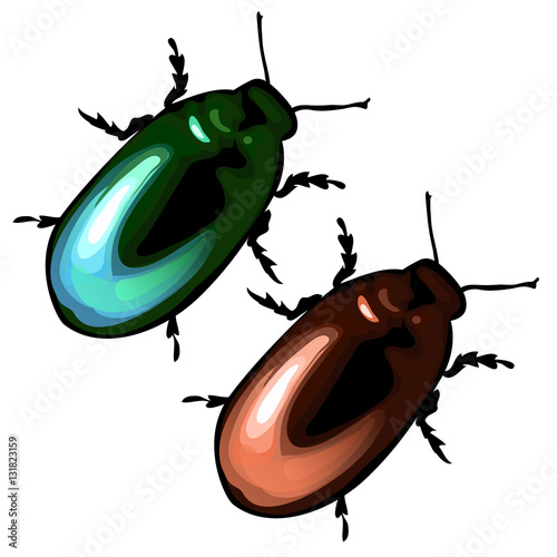Green and brown beetle on a white background
