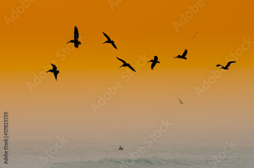 Pelicans at Sunset © Tom