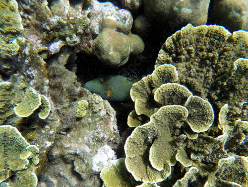 Underwater landscape with green and yellow corals and striped fish hiding.