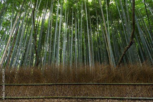 Bamboo pathway