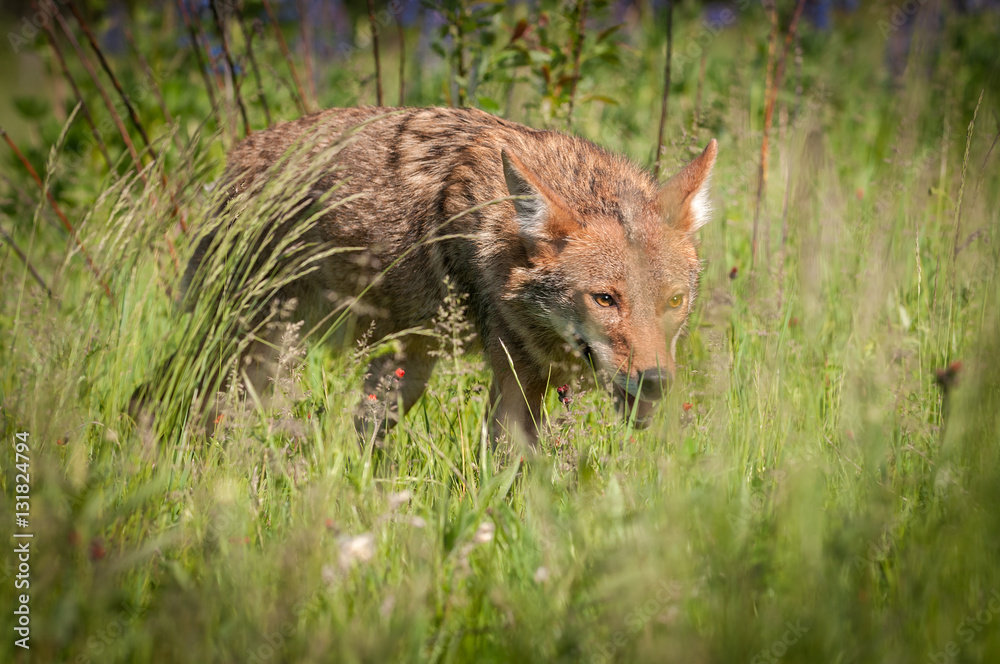 Coyote (Canis latrans) Stalks Through Grass Coyote (Canis latrans) Stalks Through Grass