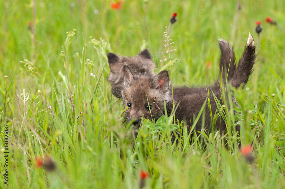 Fototapeta premium Two Red Fox (Vulpes vulpes) Kits in the Grass