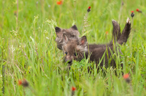 Two Red Fox  Vulpes vulpes  Kits in the Grass