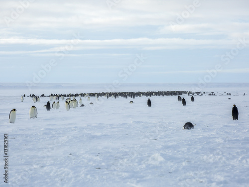 Emperor Penguins on the frozen Weddell sea.
