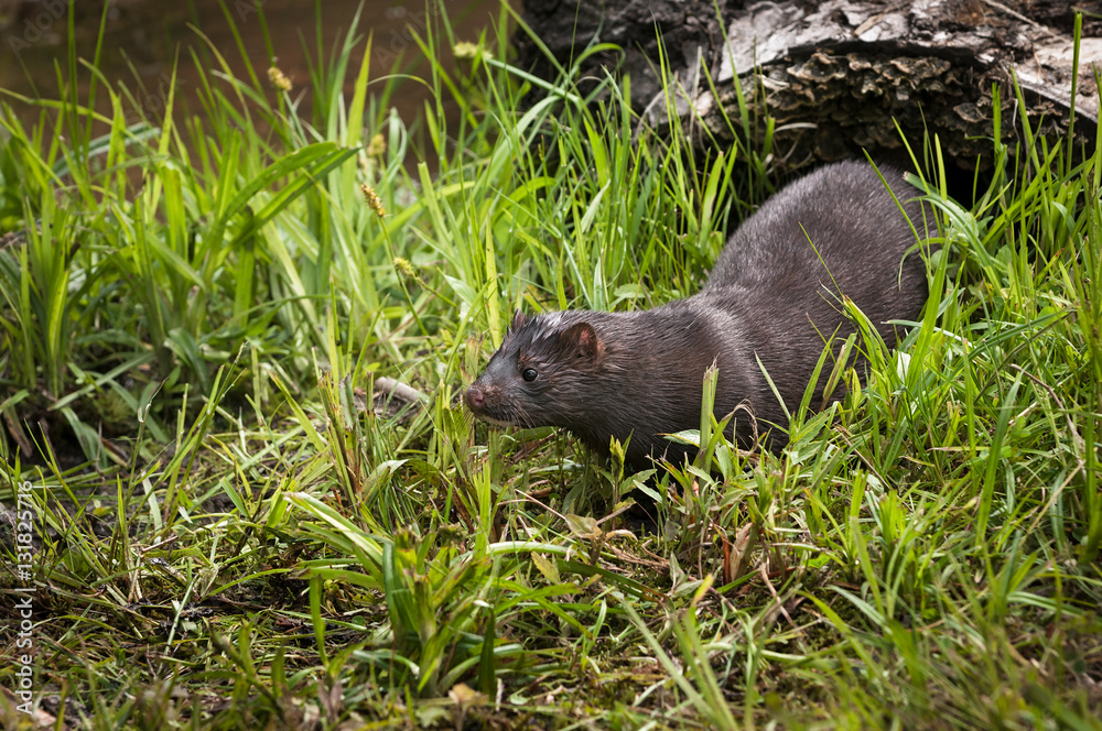 Adult American Mink (Neovison vison) in Grass Adult American Mink (Neovison vison) in Grass