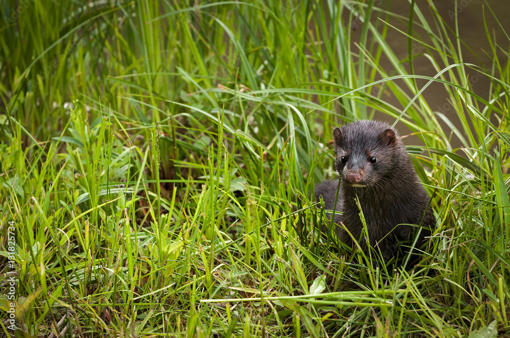 Adult American Mink (Neovison vison) Pops Up From Grass Adult American Mink (Neovison vison) Pops Up From Grass