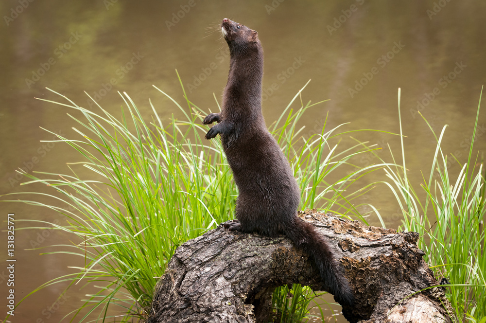 Adult American Mink (Neovison vison) Stands Facing Left