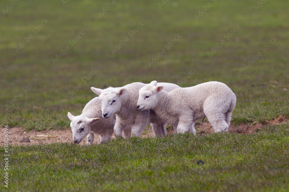 Obraz premium Spring Lambs in grass meadow playing