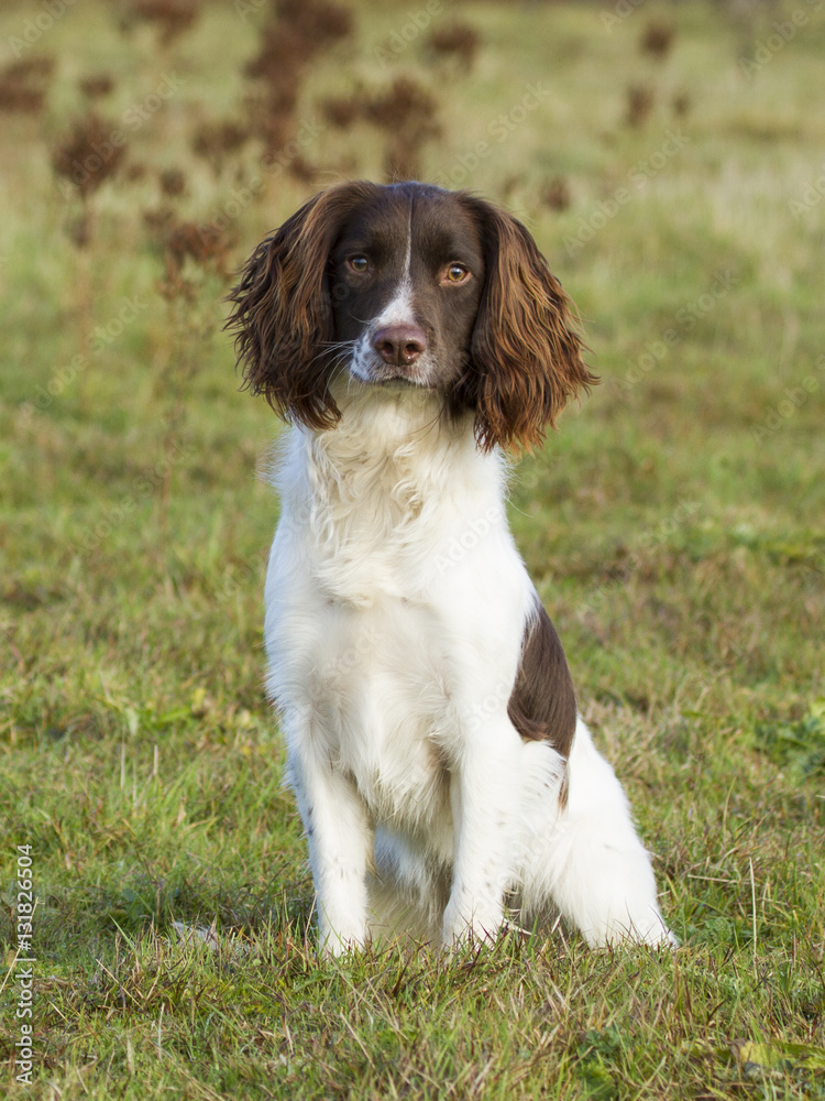 Bracken - Liver & White Working English Springer Spaniel