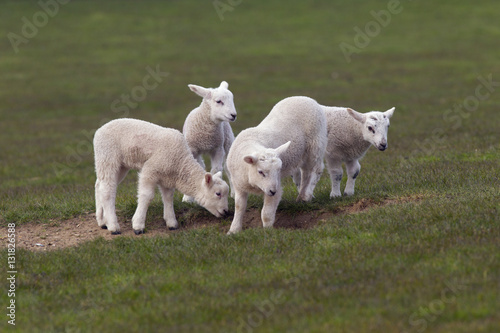 Spring Lambs in grass meadow playing