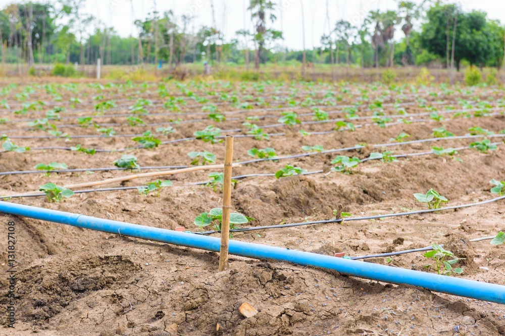 Fototapeta premium cucumber field growing with drip irrigation system.