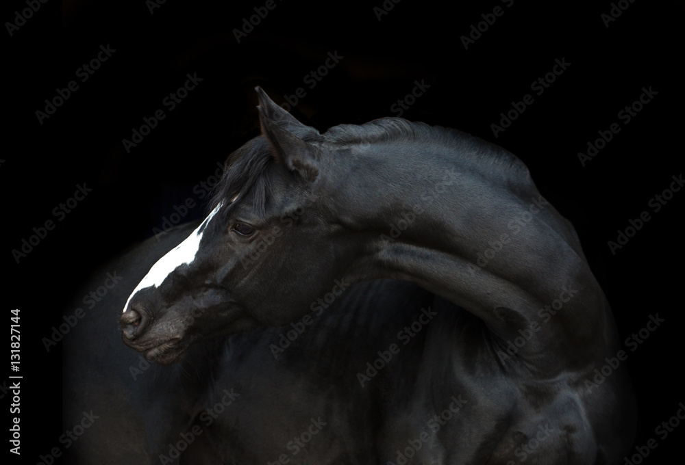 Naklejka premium Portret czarny koń z białą linią jego głowa na czarnym tle