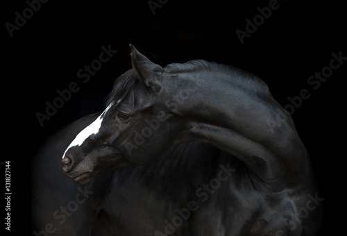 Fototapeta Naklejka Na Ścianę i Meble -  Portrait of the black horse  with white line of his head on the black background