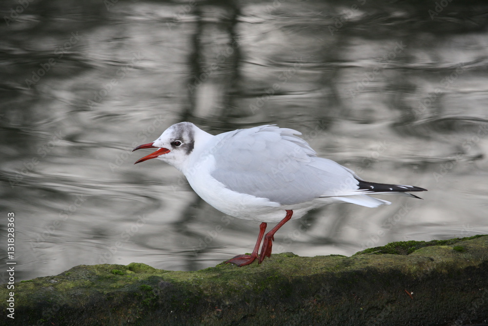 mouette mouette
