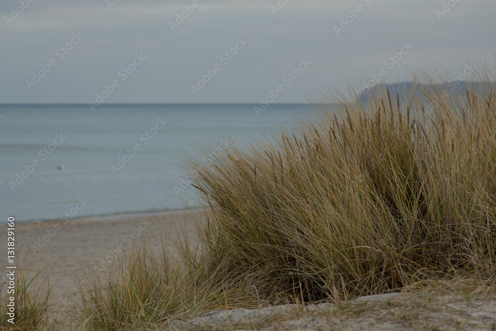 Prora auf Rügen direkt am Ostseestrand mit Seegras Prora auf Rügen direkt am Ostseestrand mit Seegras