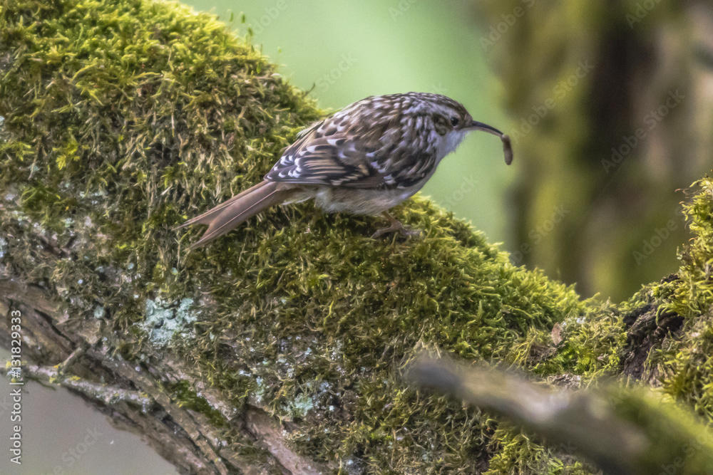 Gartenbaumläufer (Certhia brachydactyla)