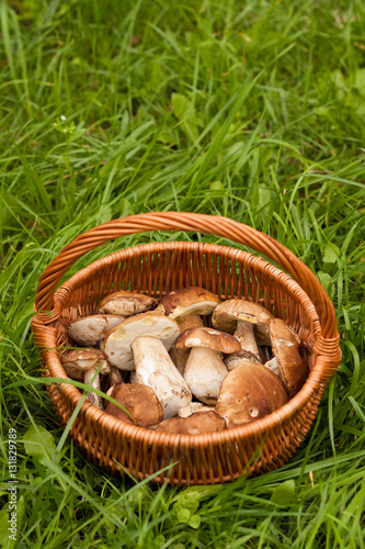 Delicate Mushrooms. Fresh Forest Edible Mushrooms Boletus Edulis In Wicker Basket On Green Grass Outdoor. Top View And Copyspace.