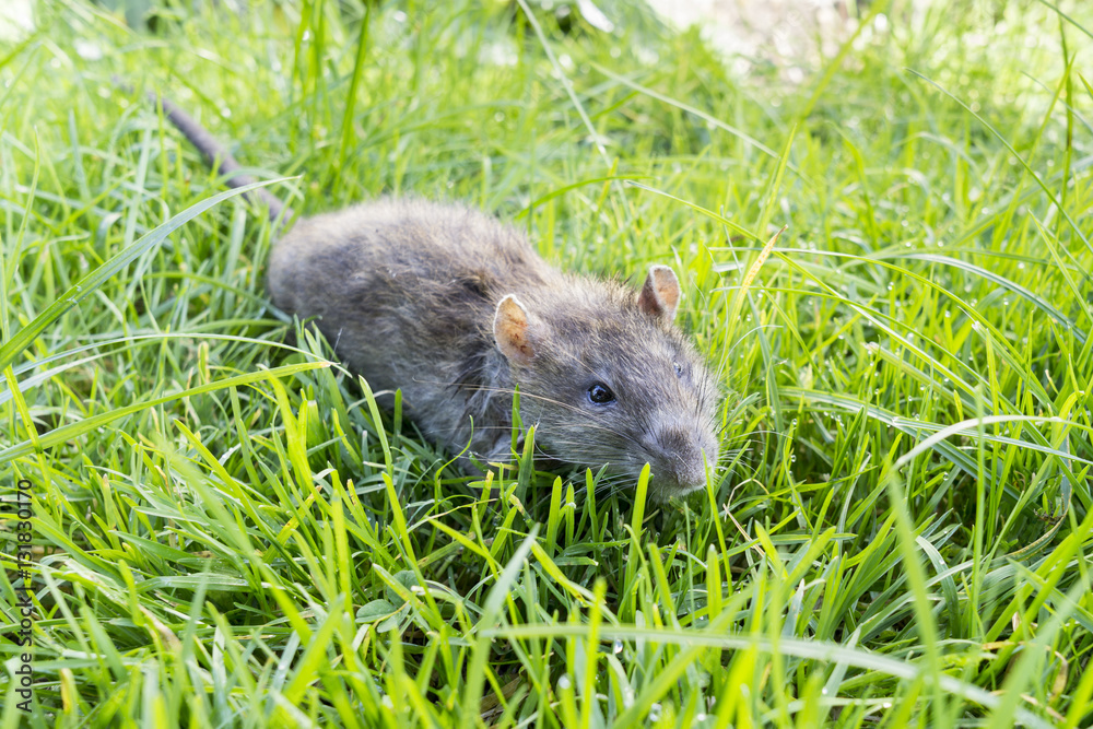 Close-up rat on a meadow (Rattus norvegicus). Close-up rat on a meadow (Rattus norvegicus).