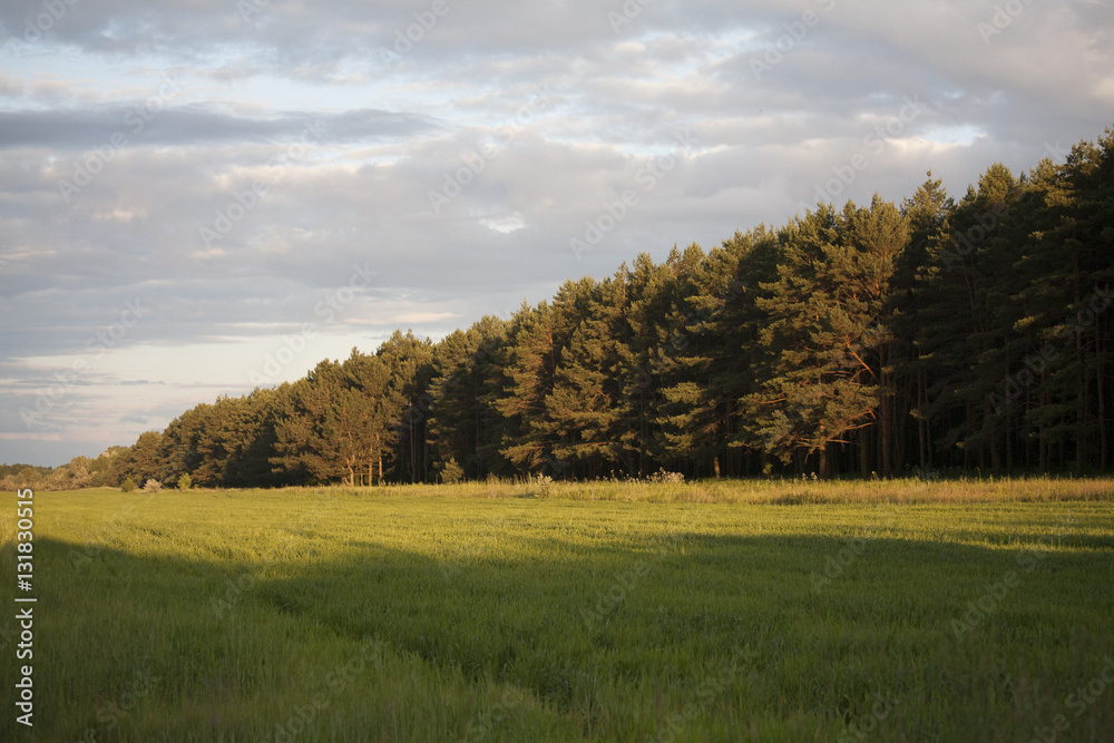 Field, coniferous forest and sky