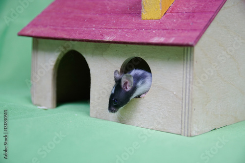 Mysz w domku