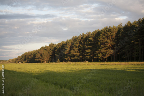 Field, coniferous forest and sky
