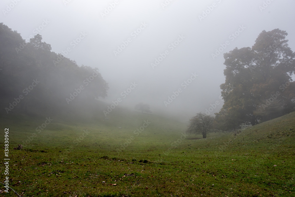 Thick Fog in Cow Pasture