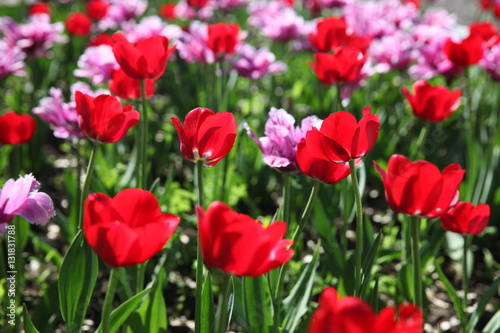 pink and red tulips