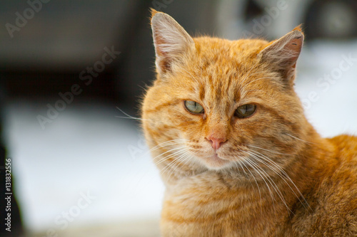 Fototapeta Naklejka Na Ścianę i Meble -  Red-headed cat