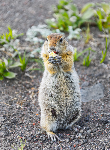 Kamchatka gopher (Spermophilus parryi) eating popcorn - Kamchatka, Russia photo