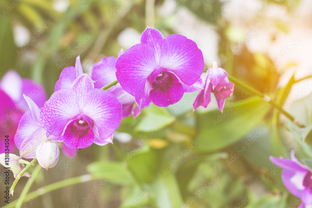 Close up of beautiful plant orchid flower Close up of beautiful plant orchid flower