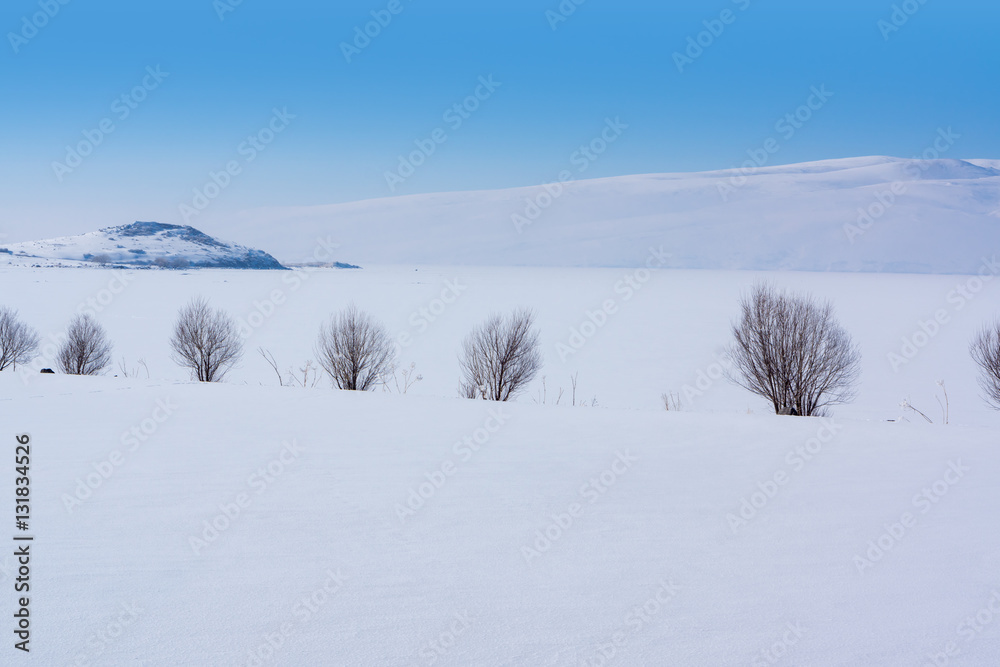 Group of poplar trees in soft,tranquil and snowy environment in Group of poplar trees in soft,tranquil and snowy environment in
