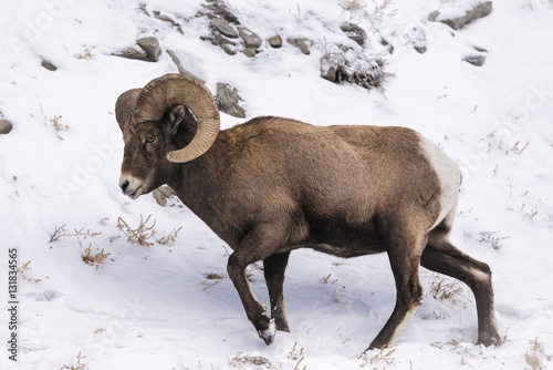 Bighorn Sheep in Winter Snow