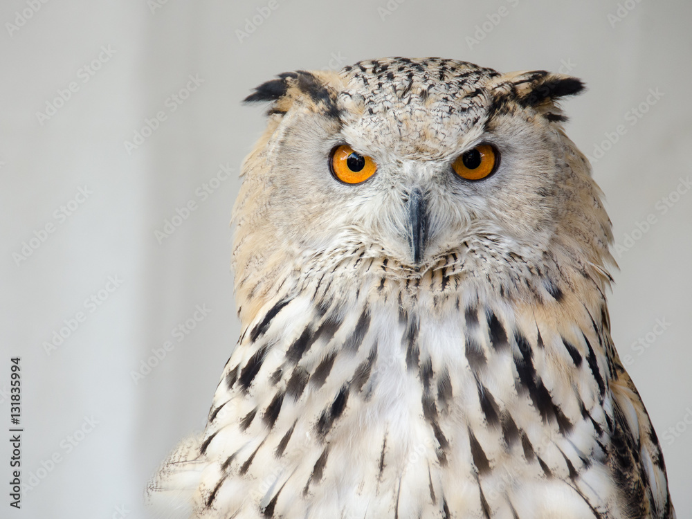 Obraz premium Portrait of an owul