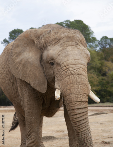 African Savanah Elephant
