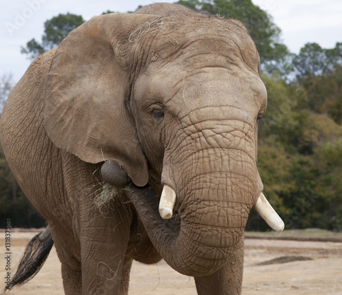 African Savanah Elephant