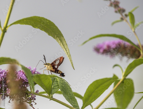  hummingbird hawk-moth,Macroglossum stellatarum