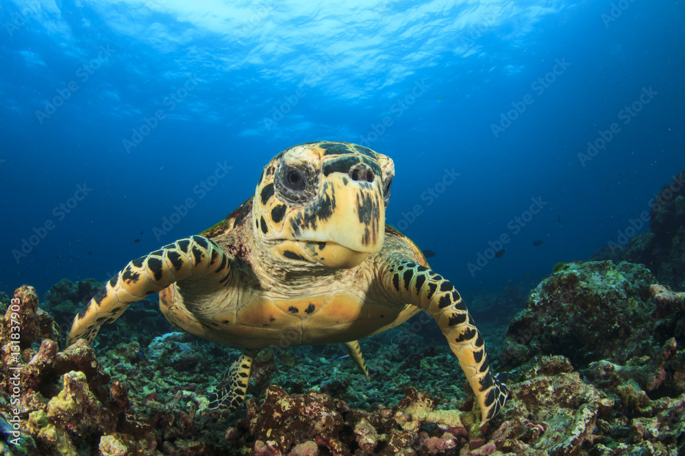 Obraz premium Hawksbill Sea Turtle