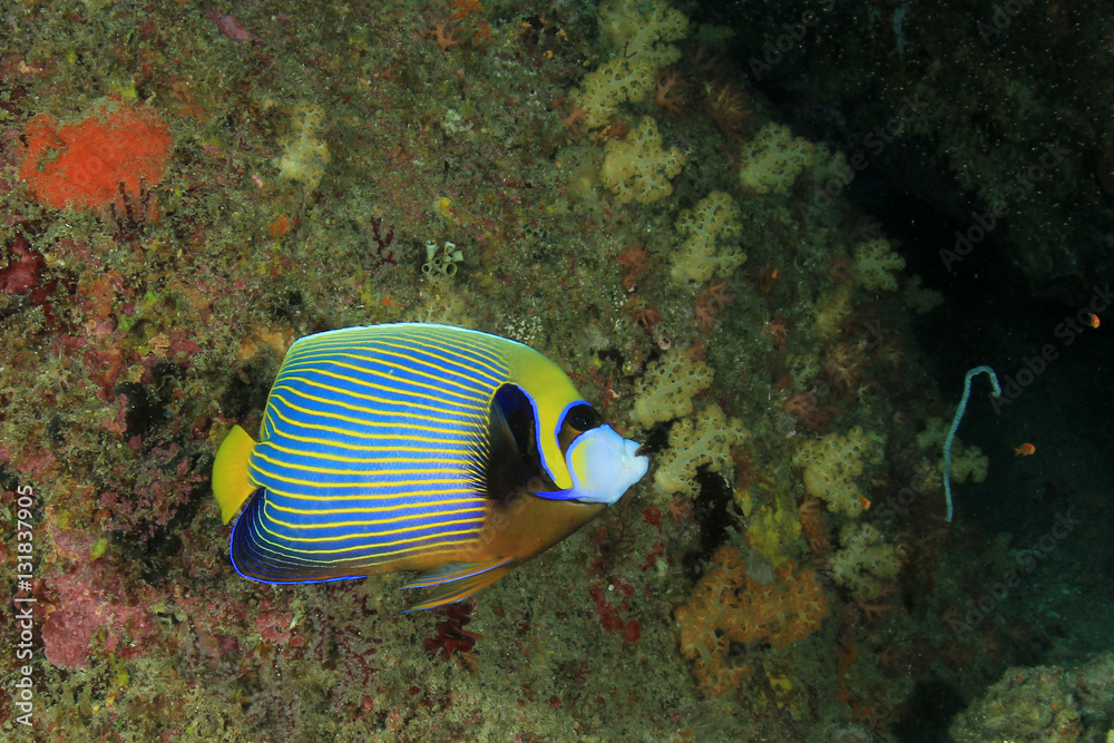 Emperor Angelfish tropical fish Emperor Angelfish tropical fish