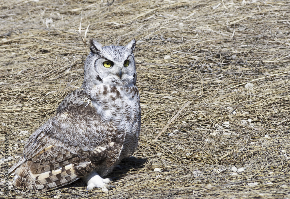 Horned owl standing on mowed grass Horned owl standing on mowed grass