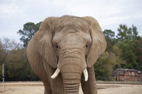 African Savanah Elephant