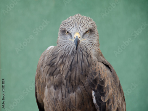 Profile of predatory bird hawk