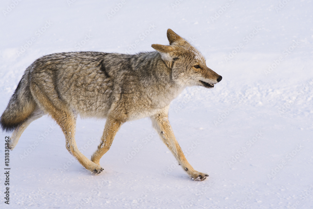 Coyote Close Up Walking In Snow
